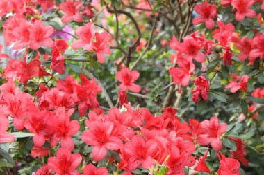 Baharda açan pembe açelya çalısı