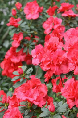 Muhteşem bahar açelya çiçekleriyle süslü güzel bir çiçek duvarı resmi.