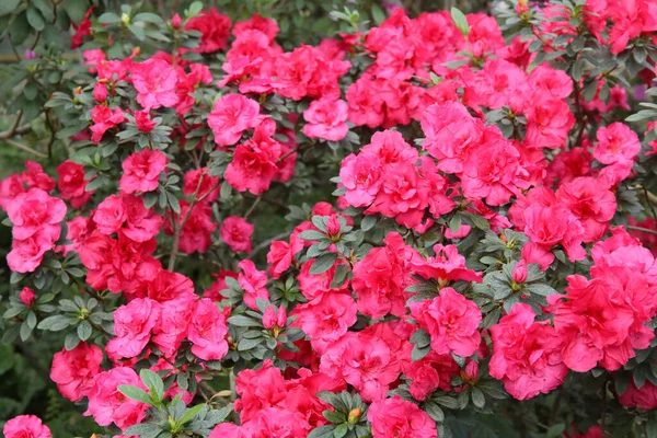 Imagen Hermoso Fondo Pared Floral Con Increíbles Flores Primavera Azalea — Foto de Stock