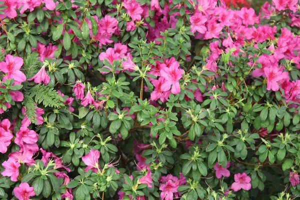 Зображення Красивого Квіткового Фону Стіни Дивовижними Весняними Квітами Азалії — стокове фото
