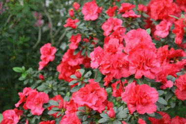 Arkaplan için taze pembe çiçek duvarı resmi