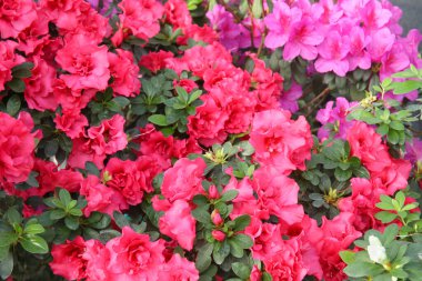 Açelya 'nın parlak çiçekleriyle güzel bir bahar görüntüsü.