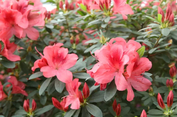 Beautiful Spring Image Bright Flowers Azalea Close — Stock Photo, Image