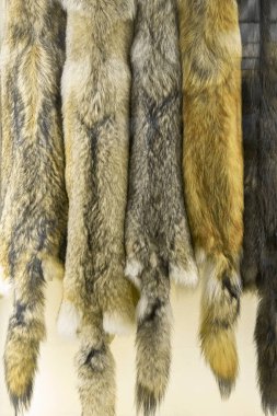 Kurt derisi desenlerini kapatın. Vahşi hayvan toksidermik derileri