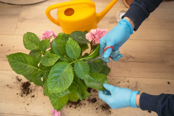 Kesztyűs Kézzel Ollóval Gondoskodó Vágó Növényekkel Házi Kert Koncepció — Stock Fotó