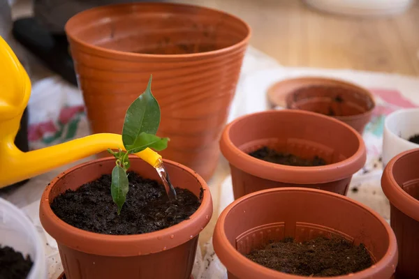 Öntözés Egy Cserép Fiatal Növény Narancssárga Zárhat — Stock Fotó