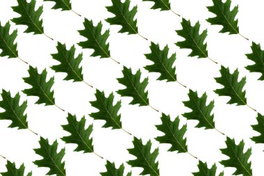 Beyaz arka planda izole edilmiş kuzey kırmızı meşe yapraklı minimum doğa düzeni. Sonbahar yaratıcı kopya alanı kavramı.