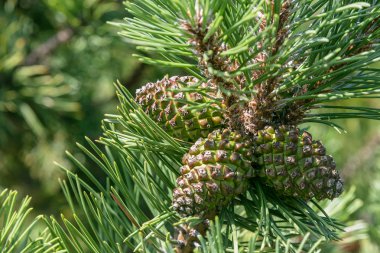 Bir dalın üzerindeki yeşil çam kozalaklarını kapat. Büyük yeşil çam iğneleri. Sonbahar doğası. Kopyalama alanı olan doğal arkaplan