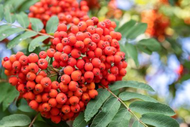 Rowan dalda. Red Rowan. Rowan meyveleri Rowan ağacında. Sonbahar doğası