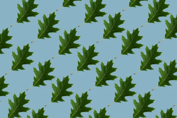 Минимальный рисунок природы с голубым цветом фона и листьями северного красного дуба. Концепция осеннего креативного копирования . — стоковое фото