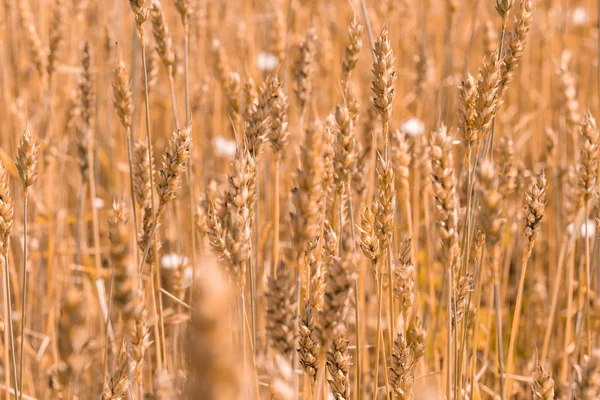 Buğday tarlası. Olgunlaşan çayırlık buğday tarlalarının arka planı. Sıcak hava. Tarım, Zengin Hasat Konsepti. Metin için boşluk — Stok fotoğraf
