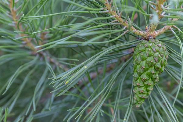 Close up green Pine cone on a branch. Big green pine needles. Autumn nature. Natural background with copy space Stock Picture