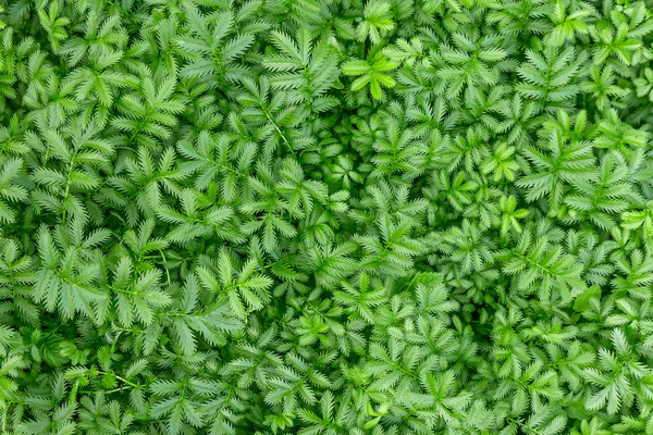 Fresh green grass close-up outdoor. natural background texture or pattern with copy space — Stock Photo, Image