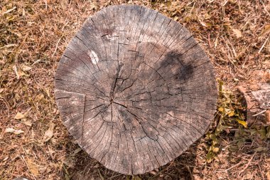 Yaşlı ağaç gövdesi büyüme halkalarını ve şablon yüzeyini gösteriyor. Arkaplan olarak sarı eski çimenler