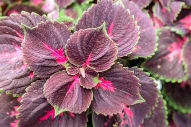 Coleus yapraklarını ya da boyalı ısırgan otlarını kapatın. Lamiaceae familyasının güneydoğu Asya 'dan Avustralya' ya kadar uzanan bitki türü.