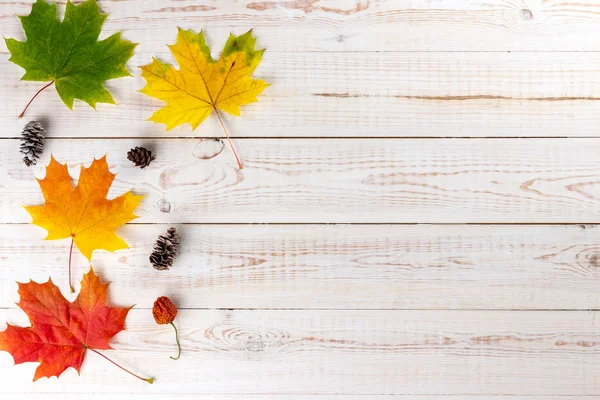 Осенняя композиция. Разноцветные кленовые листья: красный, зеленый и желтый с еловыми конусами на деревянном белом фоне. Осень, осень, День благодарения концепция. Плоская кладка, вид сверху, копировальное пространство — стоковое фото