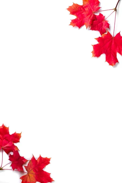 Kompozycja jesienna. Czerwony klon listowie zrobić ramka dla odbitkowy przestrzeń. Jesień, jesień, Święto Dziękczynienia. Płaskie ułożenie, widok z góry — Zdjęcie stockowe