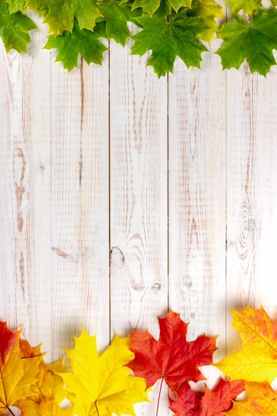 Kompozycja jesienna. Wielokolorowe liście klonu: czerwony, zielony i żółty tworzą ramkę do kopiowania miejsca na drewnianym białym tle. Jesień, jesień, Święto Dziękczynienia. Płaskie ułożenie, widok z góry — Zdjęcie stockowe