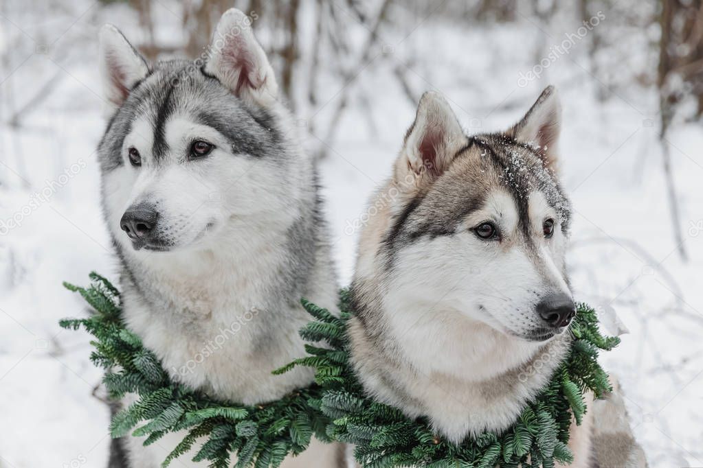 Two beautiful young huskies on a winter forest background with snowflakes on wool. Dogs wearing Green Christmas wreaths of fir branches, selective focus with bokeh