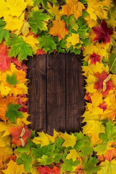 Kompozycja jesienna. Rama wykonana z wielobarwnych liści klonu: czerwony, zielony i żółty na ciemnobrązowym tle. Koncepcja Święta Dziękczynienia. Płaskie ułożenie, widok z góry, przestrzeń do kopiowania — Zdjęcie stockowe