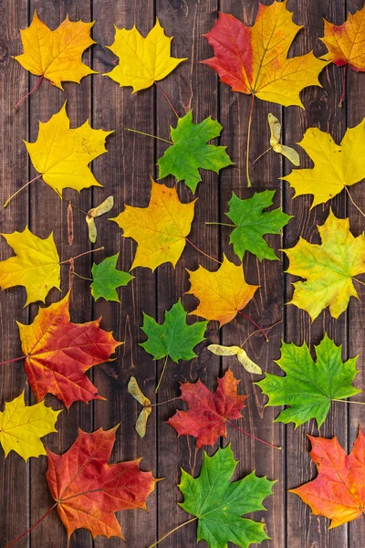 Kompozycja jesienna. Wielokolorowe liście klonu: czerwony, zielony i żółty i nasiona jako wzór na ciemnobrązowym tle. Koncepcja Święta Dziękczynienia. Płaskie ułożenie, widok z góry, przestrzeń do kopiowania — Zdjęcie stockowe