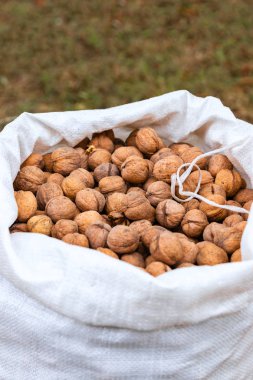 Çuval beyazı çantada ceviz yığını, yakın çekim, üst görüş, metin için boşluk kopyala