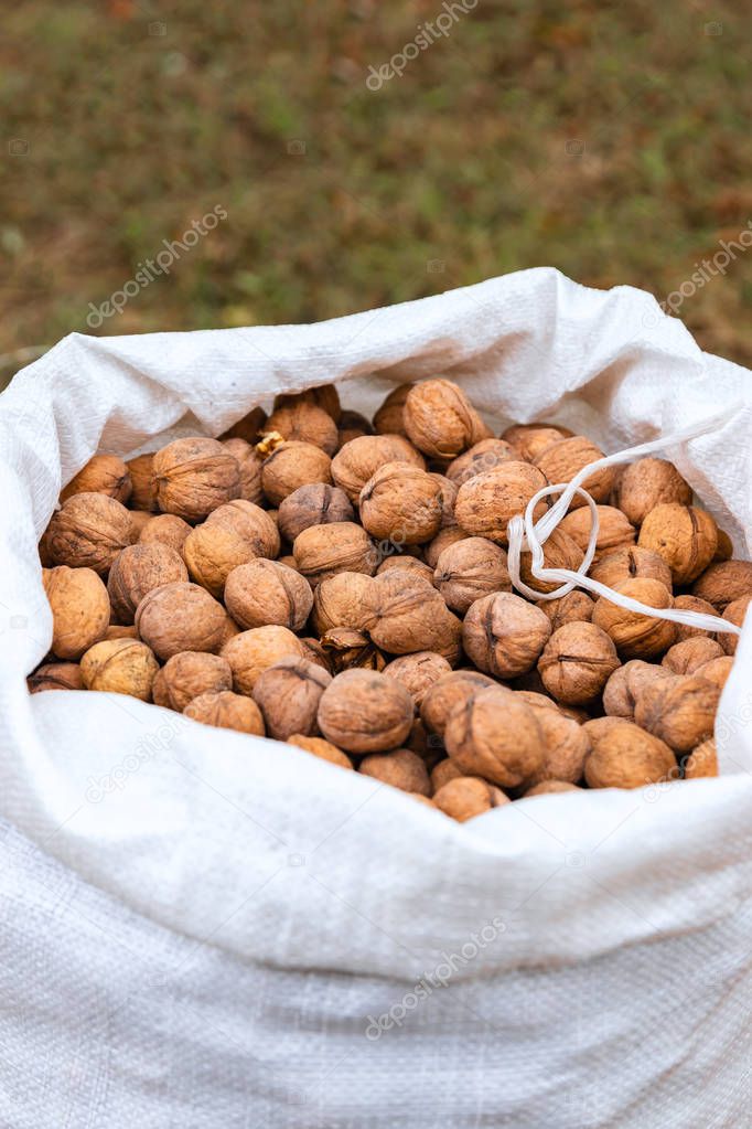 Heap of walnuts in white burlap bag, close-up, top view, copy space for text