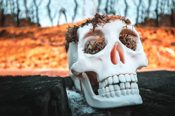 Halloween conceito para fundo, crânio humano branco com musgo em um toco velho. Foco seletivo com espaço de cópia — Fotografia de Stock