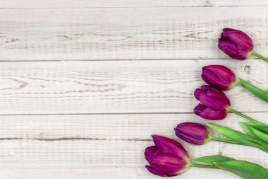 Bahar ve kadınlar günü konsepti, beş kırmızı ve pembe laleli ahşap beyaz arka plan, taklit alanı olan minimalist düz kompozisyon