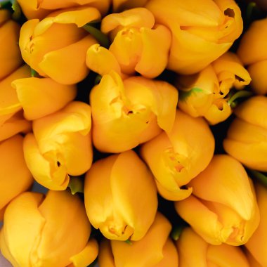 Güzel ve taze sarı laleleri olan bahar arkaplanı, üst manzara. 8 Mart ya da Anneler Günü kartpostalları için kopyalama alanı