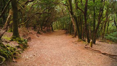 Tenerife 'deki Duyuların Yolu' nun gizemi