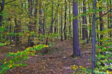 Gündüz vakti Graz yakınlarındaki orman