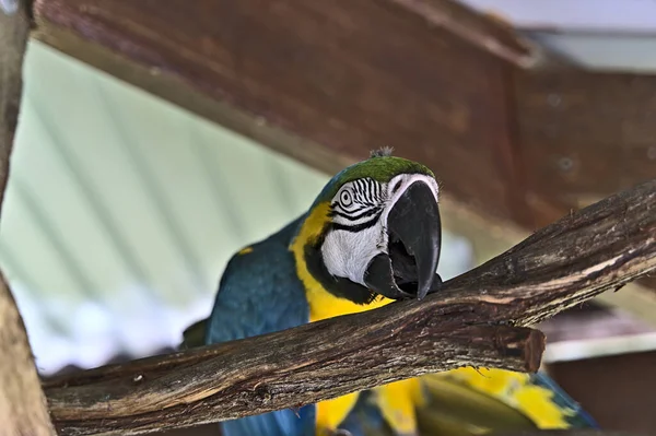 Kolorowa papuga gryząca na drewnianej gałęzi — Zdjęcie stockowe