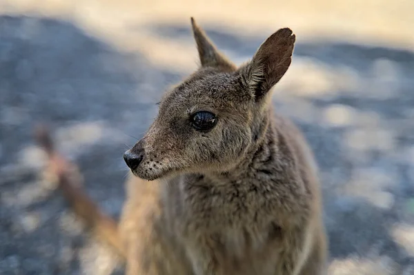 Australische Wallabie op een stenen oppervlak die iets te eten wil — Stockfoto