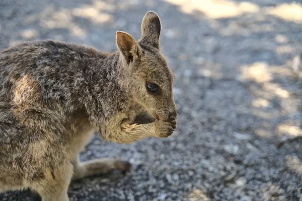 Australische Wallabie op een stenen oppervlak die iets te eten wil — Stockfoto