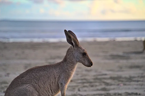 Kangaroo Vid Soluppgången Cape Hillsborough Försvinner Fort Det Blir Varmt — Stockfoto