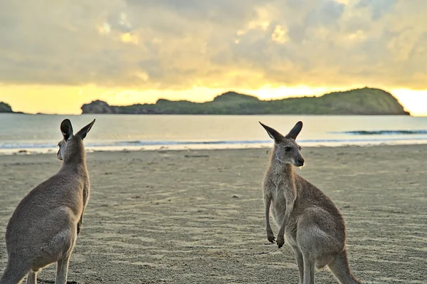 Canguro Durante Amanecer Cape Hillsborough Desaparecen Tan Pronto Como Pone — Foto de Stock