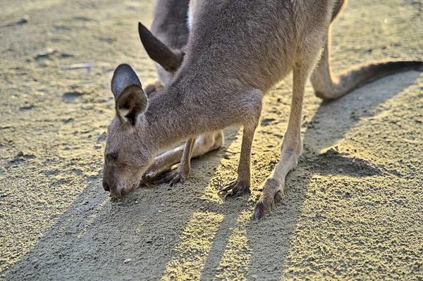 Kangoeroe Tijdens Zonsopgang Cape Hillsborough Verdwijnen Zodra Het Heet Wordt — Stockfoto
