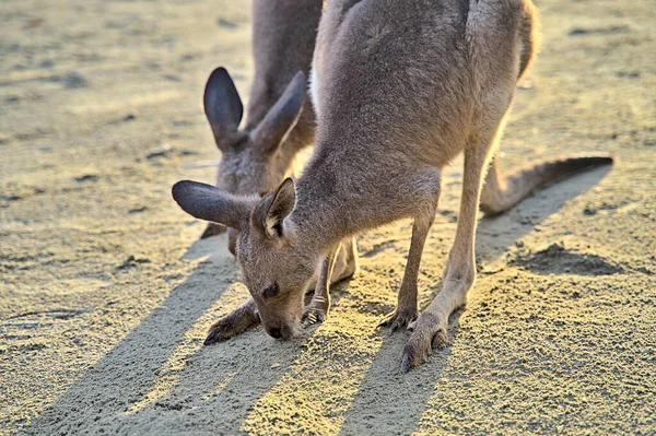 Kangoeroe Tijdens Zonsopgang Cape Hillsborough Verdwijnen Zodra Het Heet Wordt — Stockfoto