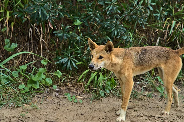 Frazer Adası Ndaki Vahşi Dingo Merakla Yaklaşıyor Muhtemelen Yiyecek Kokusu — Stok fotoğraf