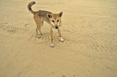 Frazer Adası 'ndaki vahşi dingo merakla yaklaşıyor. Muhtemelen yiyecek kokusu alıyordur.