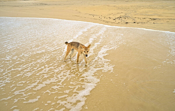 Wild dingo on Frazer Island approaching curiously. Probably smelling some food