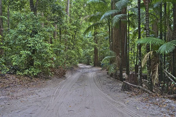 Frazer Island Sand Track Forest One Lakes — Stock Photo, Image