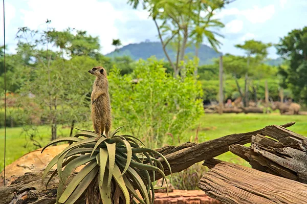 A meerkat in Australia Zoo standing on a cactus plant and posing for the camera