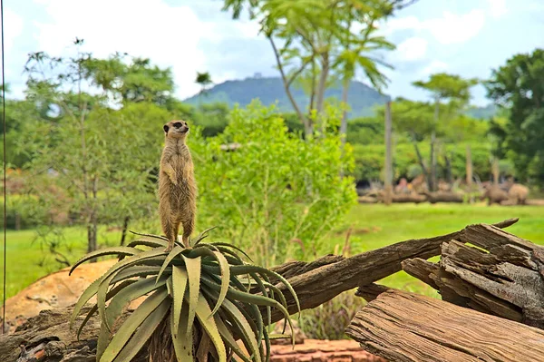 A meerkat in Australia Zoo standing on a cactus plant and posing for the camera