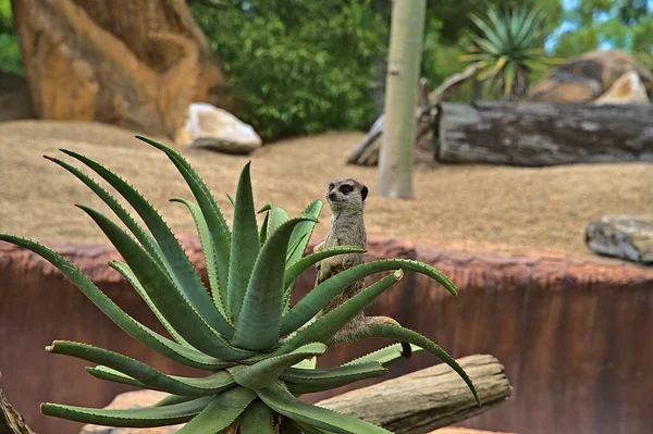 A meerkat in Australia Zoo standing on a cactus plant and posing for the camera