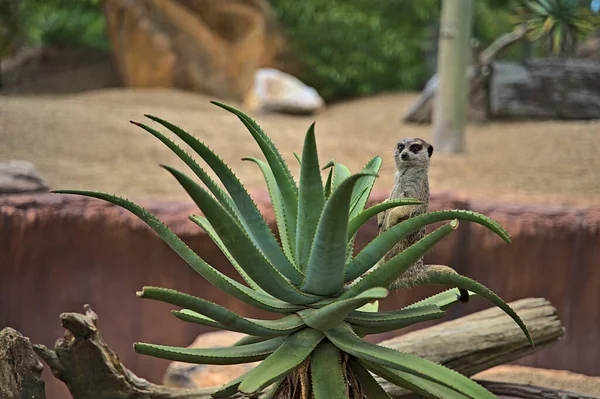 A meerkat in Australia Zoo standing on a cactus plant and posing for the camera