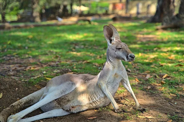 West Australische reus kangoeroe liggend op de grond — Stockfoto