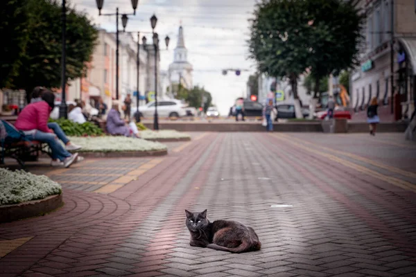 Ležící Kočka Bulváru Yefremof — Stock fotografie