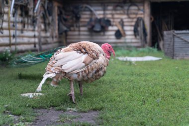 Kazan bölgesindeki eski geleneksel köy.